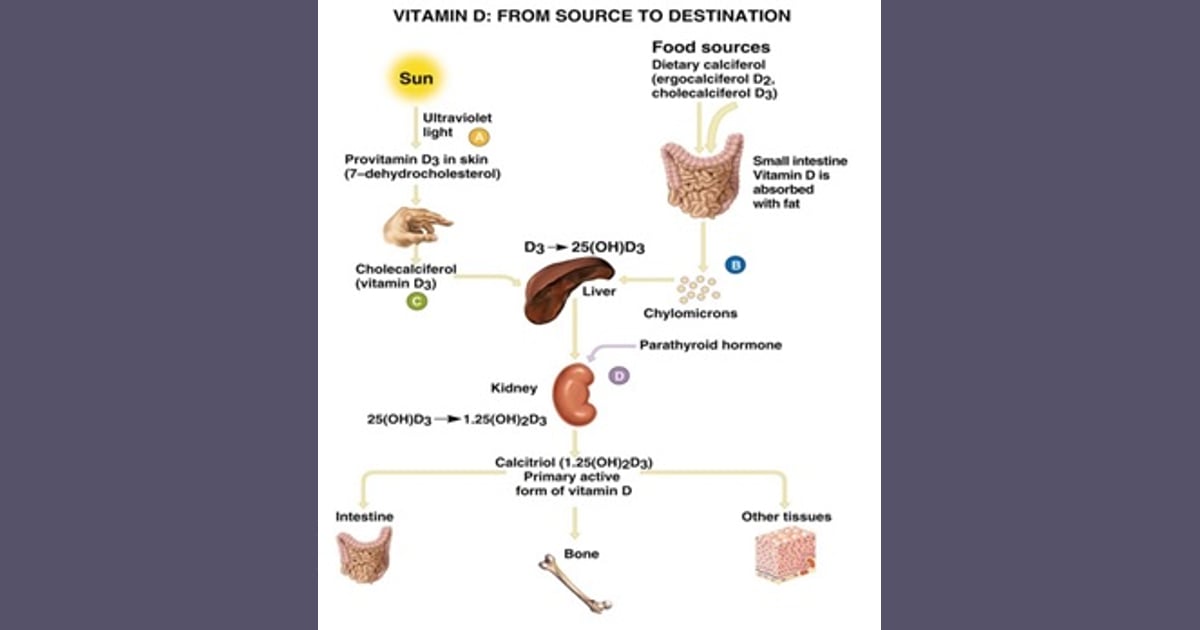 Senyawa Vitamin D (Sejarah, Karakteristik, Kegunaan  Contoh) - Sinar Matahari dan