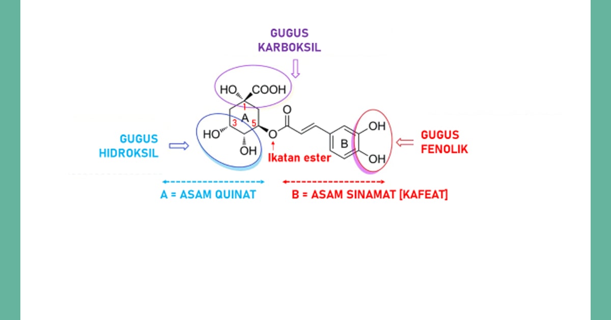 senyawa Asam klorogenat - ASAM KLOROGENAT DAN