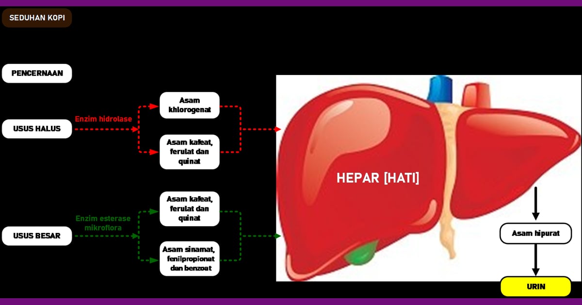 senyawa Asam klorogenat - ASAM KLOROGENAT DAN