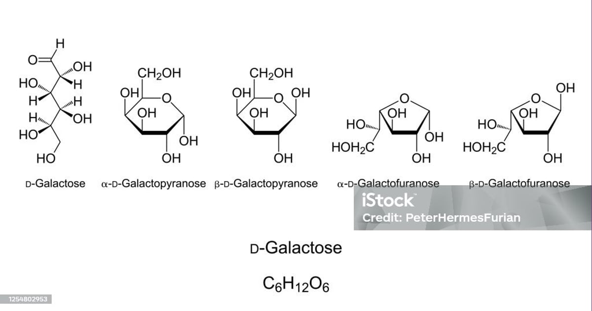 senyawa Galaktosa - Galaktosa Gal Monosaccharide